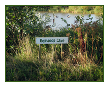 redwood lake - home to some the largest carp in yorkshire