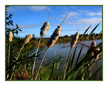bullrushes overlooking the fishing at redwood park