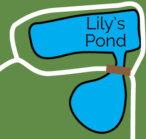 Lily's Pond